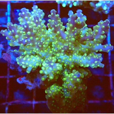 Acropora Ultra sp. WYSIWYG (1760772385865)