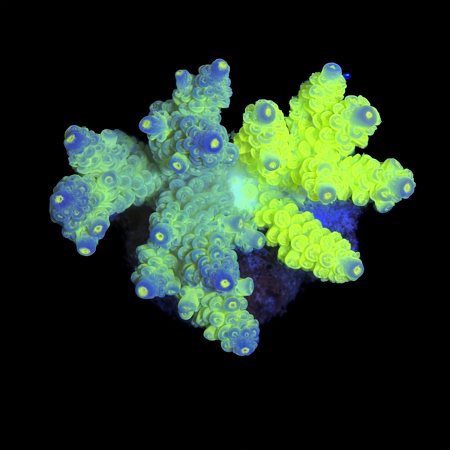 Acropora Ultra Two Colors WYSIWYG (1770929333935)