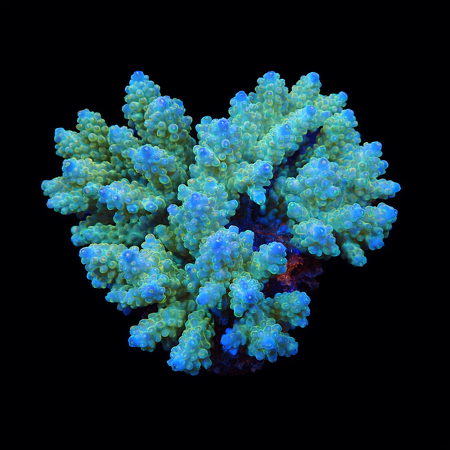 Acropora Ultra XL (Long. 10-12 cm) WYSIWYG (1773258065464)