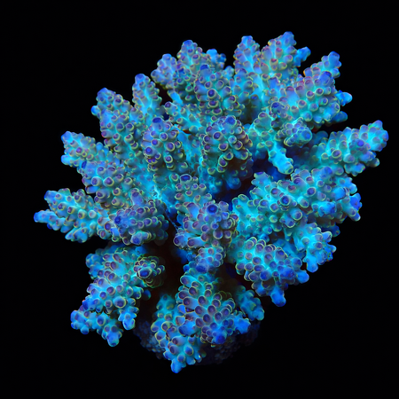 Acropora Ultra XL (Long. 10-12 cm) WYSIWYG (1773258088432)