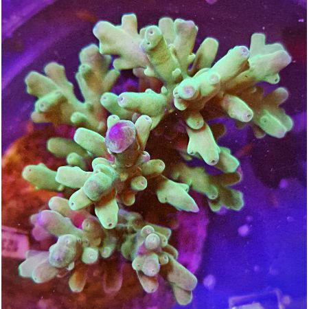 Acropora WYSIWYG
