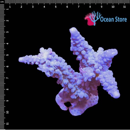 Acropora WYSIWYG