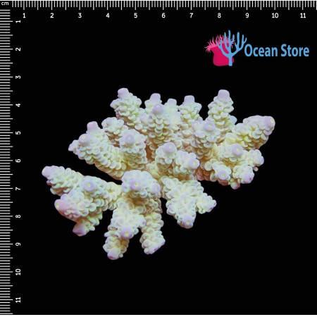 Acropora WYSIWYG