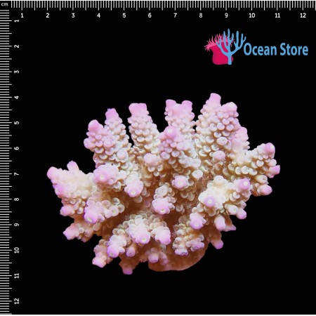 Acropora WYSIWYG