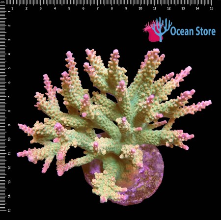 Acropora WYSIWYG