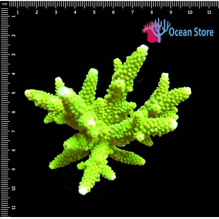 Acropora WYSIWYG