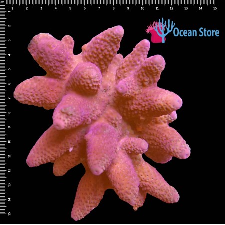 Acropora WYSIWYG