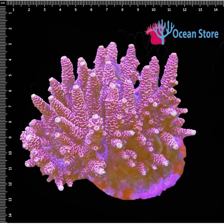 Acropora WYSIWYG