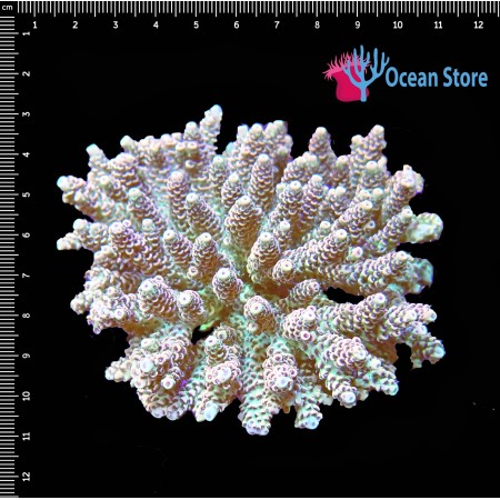 Acropora WYSIWYG