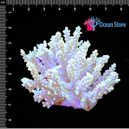 Acropora WYSIWYG