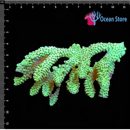 Acropora WYSIWYG