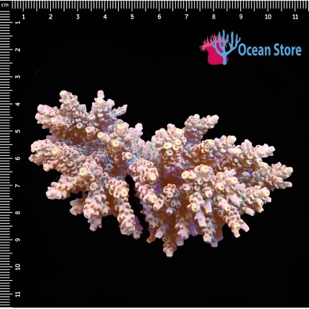 Acropora WYSIWYG