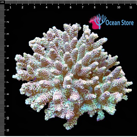 Acropora WYSIWYG