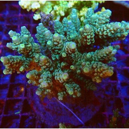 Acropora WYSIWYG (1756489175206)