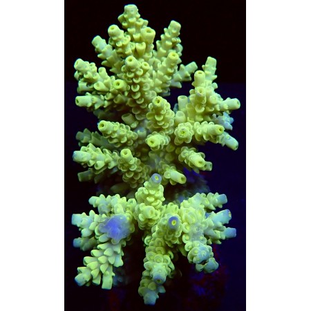 Acropora Yellow WYSIWYG (1752848835034)
