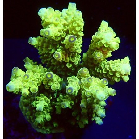 Acropora Yellow WYSIWYG (1752849079245)