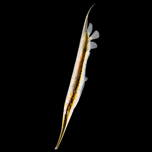 Aeoliscus strigatus - DJM Bred