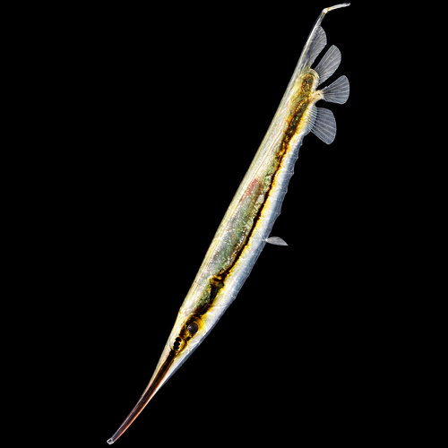 Aeoliscus strigatus (Jointed Razorfish)