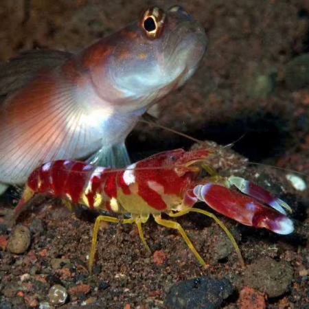 Alpheus randalli (pistol shrimp)