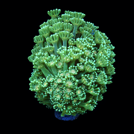 Alveopora Green / Yellow M (Approx. 6-7 cm) WYSIWYG (1771104377468)