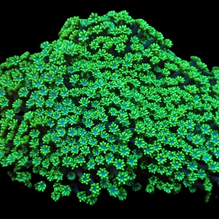 Alveopora spongiosa (Bright Green)