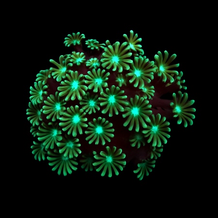 Alveopora spp. (Green) DJM breeding Frag