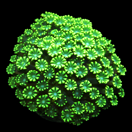 Alveopora WYSIWYG (1769204830638)