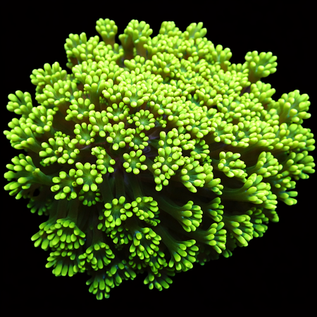 Alveopora WYSIWYG (1769205287524)