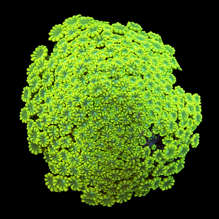 Alveopora XL (Ong. 10-12 cm) WYSIWYG (1773439602498)