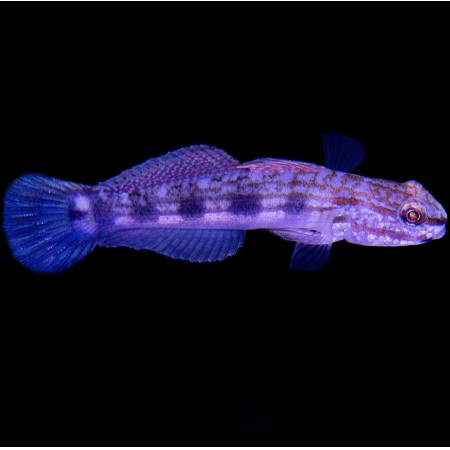 Amblygobius buanensis - Tank Bred