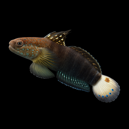 Amblygobius phalaena (Whitebarred Goby)