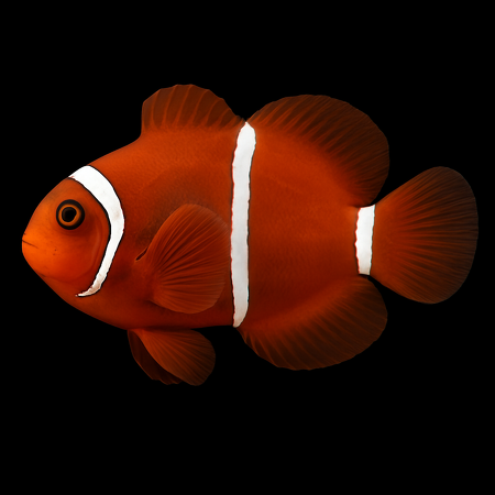 Amphiprion biaculeatus - DJM Bred