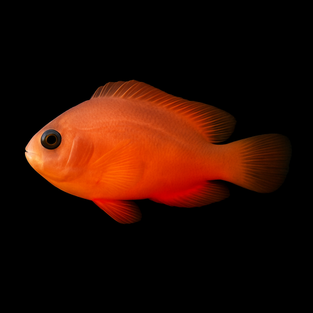 Amphiprion ephippium - Tank Bred
