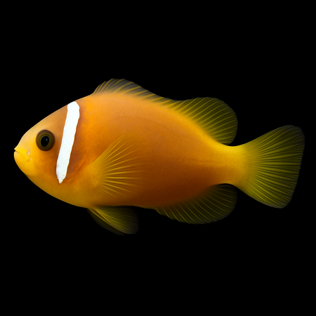 Amphiprion nigripes - DJM Bred