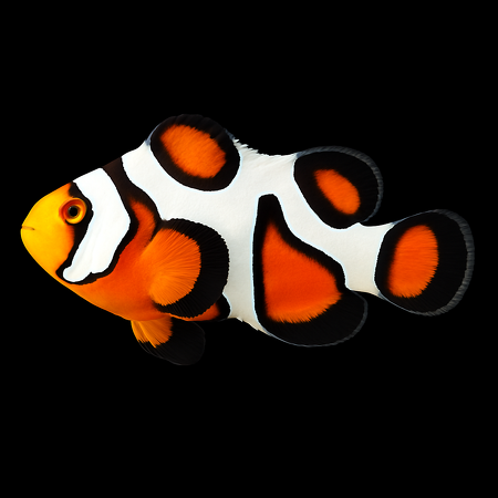 Amphiprion ocellaris (Gladiator) - Tank Bred