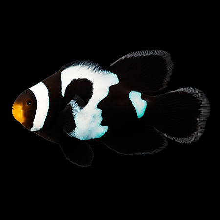 Amphiprion ocellaris (Longfin Black Snowflake) - DJM Bred