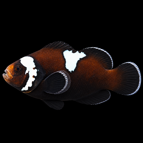 Amphiprion ocellaris (Midnight Lightning) - DJM Bred