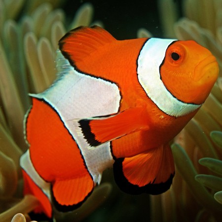 Amphiprion ocellaris - Tank Bred
