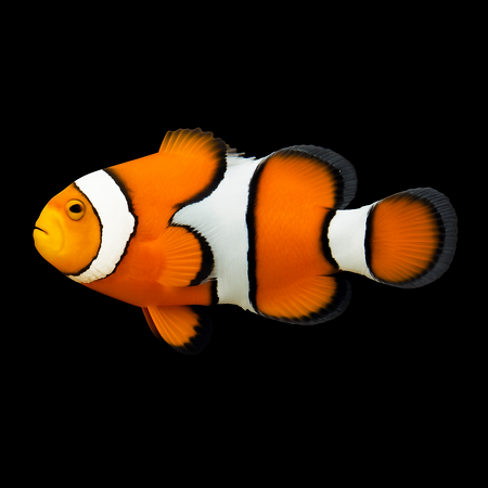 Amphiprion percula - DJM Bred