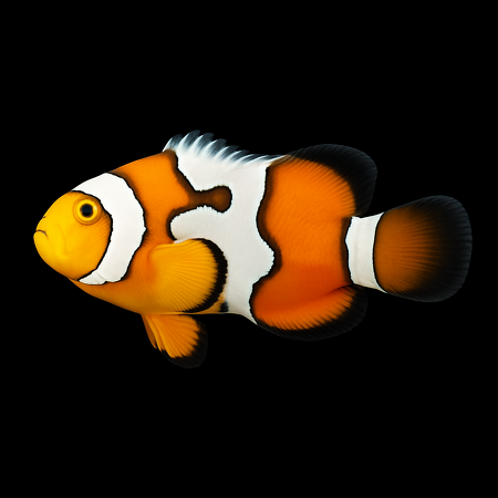 Amphiprion percula (Picasso) - DJM Bred