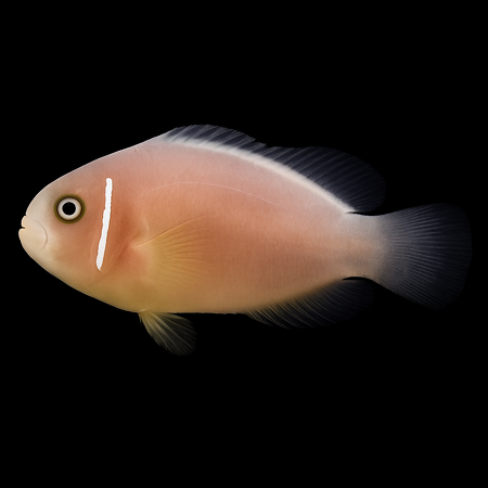 Amphiprion perideraion - DJM Bred