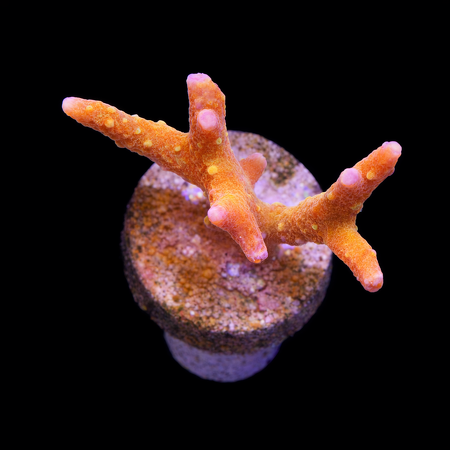 Anacropora forbesi tropicana Frag (Ong. 2-3 cm) WYSIWYG (1785955866193)