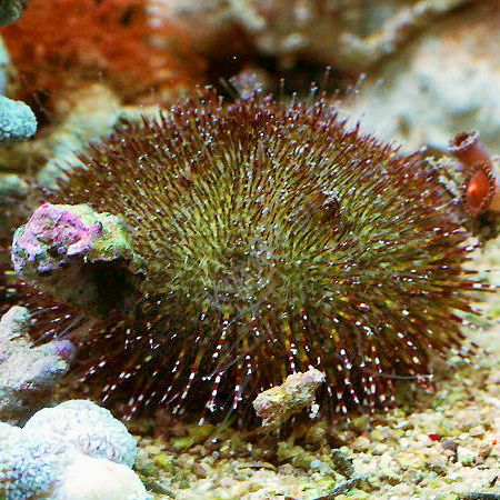 Anthocidaris Crissipinina (Green sea urchin)