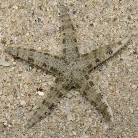 Archaster Typicus (Sand Sifting Starfish)