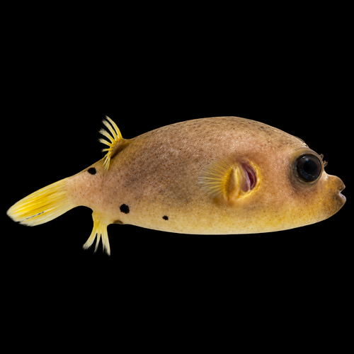 Arothron nigropunctatus