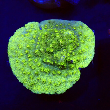 Astreopora WYSIWYG (1760775569607)