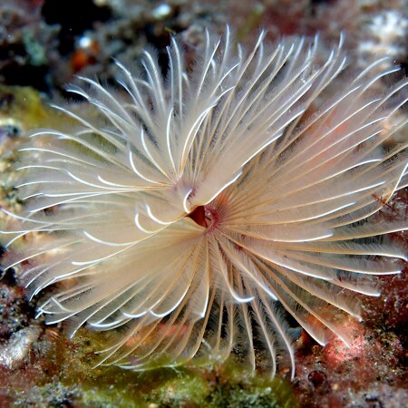 Bispira guinensis (White Feather Duster)
