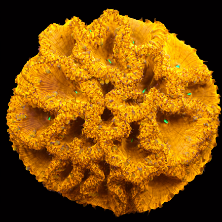 Blastomussa Welsi WYSIWYG (1769204150635)