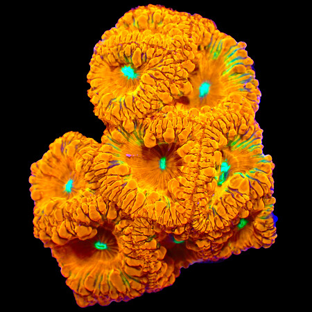 Blastomussa Welssi WYSIWYG (1766181325420)