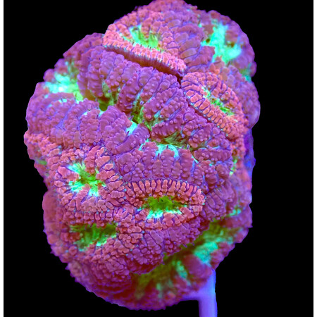 Blastomussa Welssi WYSIWYG (1766181348222)